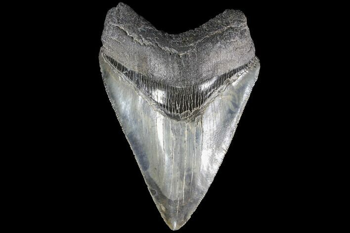 Nice, Fossil Megalodon Tooth - Glossy Enamel #86681